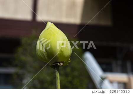 Lotus In The Backyard, Background for advertising and wallpaper in religion and harvest scene 129545550