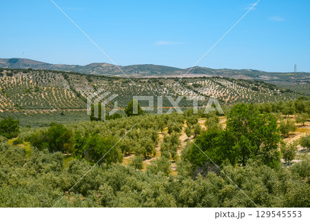 olive groves aligned across rolling hills in Spain 129545553