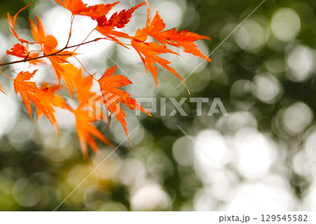秋のモミジの紅葉 秋のモミジの紅葉 129545582