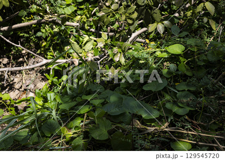 Weeds cover the ground, Background for advertising and wallpaper in nature and seasonal scenes. showcasing natural overgrowth and untamed beauty. 129545720