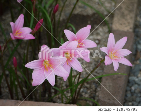 庭に咲いたゼフィランサス・カリナタの花 129545795