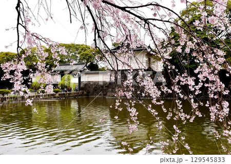 千代田区　皇居内濠と大手門橋と大手門と満開枝垂れ桜 129545833