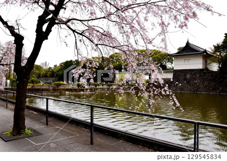 千代田区 皇居内濠と大手門橋と大手門と満開枝垂れ桜 千代田区 皇居内濠と大手門橋と大手門と満開枝垂れ桜 129545834