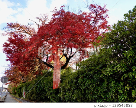 長岡天満宮(長岡天神)の紅葉が見える風景 京都府長岡京市 長岡天満宮(長岡天神)の紅葉が見える風景 京都府長岡京市 129545858