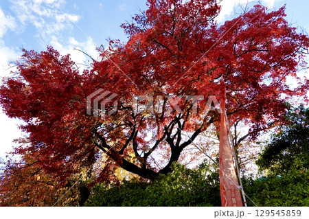 長岡天満宮（長岡天神）の紅葉が見える風景　京都府長岡京市 129545859