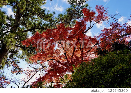 長岡天満宮（長岡天神）の紅葉が見える風景　京都府長岡京市 129545860