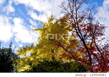 長岡天満宮（長岡天神）の紅葉が見える風景　京都府長岡京市 129545861