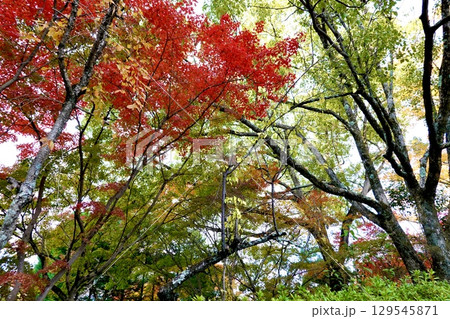長岡天満宮（長岡天神）の境内で紅葉が映える風景　京都府長岡京市 129545871