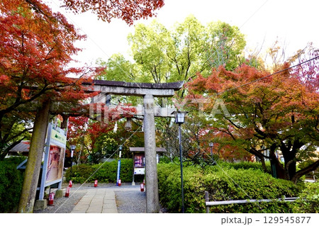 長岡天満宮（長岡天神）の鳥居の傍に紅葉が映える風景　京都府長岡京市 129545877