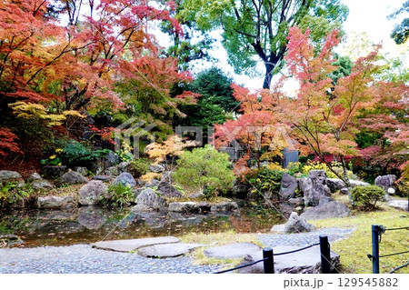 長岡天満宮（長岡天神）の錦景苑の紅葉が映える風景　京都府長岡京市 129545882