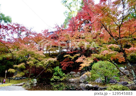 長岡天満宮(長岡天神)の錦景苑の紅葉が映える風景 京都府長岡京市 長岡天満宮(長岡天神)の錦景苑の紅葉が映える風景 京都府長岡京市 129545883