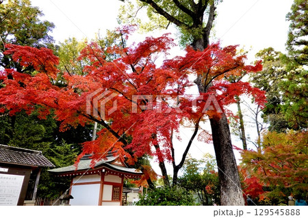 長岡天満宮（長岡天神）の境内で紅葉が映える風景　京都府長岡京市 129545888
