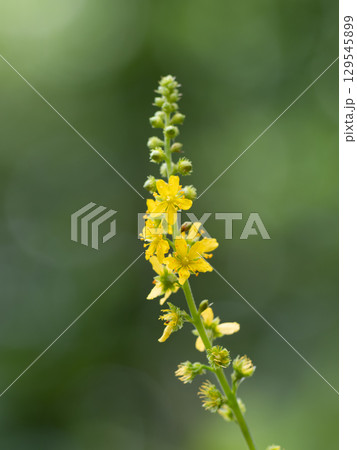 ★薬効のあるキンミズヒキ 129545899