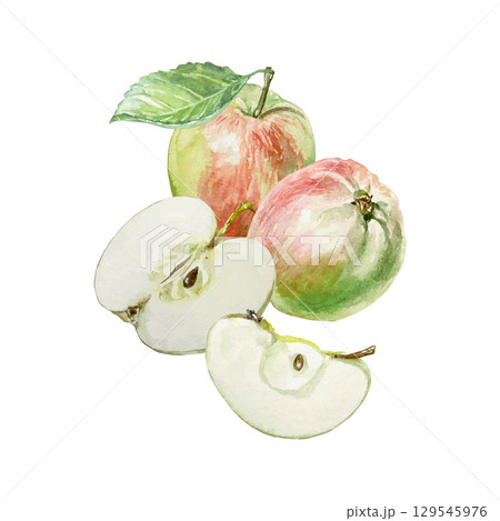 Apples watercolor. Juicy and fresh fruits whole, half and slice. Hand drawn clip art isolated for food, cosmetic packaging and menu design. Poster for the holiday and harvest festival. 129545976