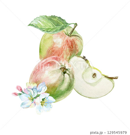 Apples watercolor. Juicy and fresh whole fruits with green leaf, slice and flowers. Hand drawn clip art isolated for food, cosmetic packaging and menu design. Poster for holiday and harvest festival. Apples watercolor. Juicy and fresh whole fruits with green leaf, slice and flowers. Hand drawn clip art isolated for food, cosmetic packaging and menu design. Poster for holiday and harvest festival. 129545979