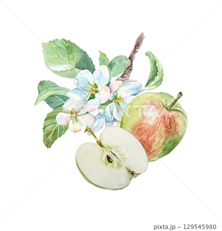 Apples watercolor. Juicy and fresh fruits whole, half and blossom. Hand drawn clip art isolated for food, cosmetic packaging and menu design. Poster for the holiday and harvest festival. Apples watercolor. Juicy and fresh fruits whole, half and blossom. Hand drawn clip art isolated for food, cosmetic packaging and menu design. Poster for the holiday and harvest festival. 129545980