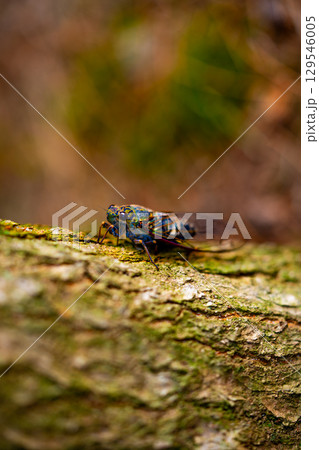 A cicada sits on a tree on hot summer day, closeup shot. Slow motion. Korea 129546005
