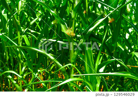 Golden hour sunset over lush green corn field in the tranquil rural countryside 129546029