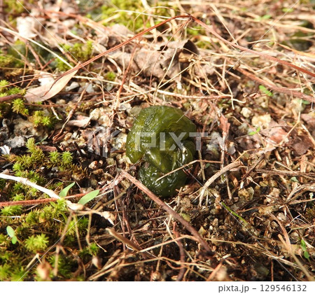 生命力と繁殖力が強い陸生藍藻「イシクラゲ」 129546132