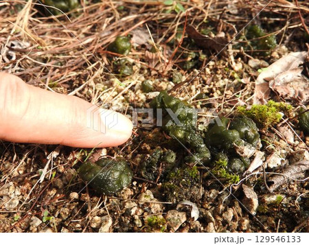 生命力と繁殖力が強い陸生藍藻「イシクラゲ」 129546133