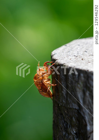 セミの抜け殻 129546292