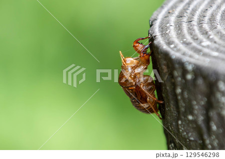 セミの抜け殻 129546298