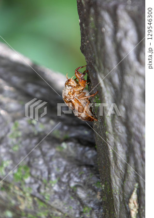 セミの抜け殻 129546300