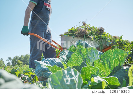 Faceless farmer pushes wheelbarrow with weeds surrounded by cabbages in vegetable garden 129546396
