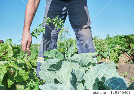 Faceless Caucasian farmer weeding cabbage and vegetable beds in garden under clear blue sky Faceless Caucasian farmer weeding cabbage and vegetable beds in garden under clear blue sky 129546401