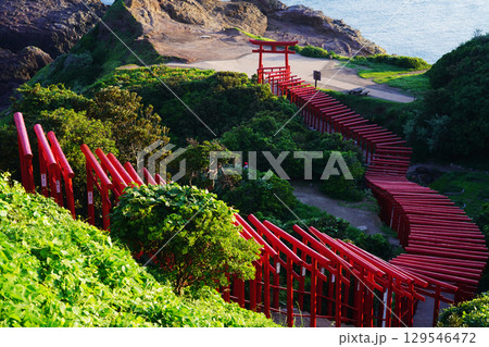 赤い鳥居　　元乃隅神社 259 129546472