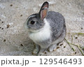 うさぎシッティング 129546493