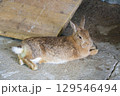 うさぎリラックス 129546494