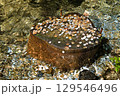 白糸の弁財 129546496