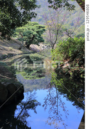 栗林公園、花園亭前の北湖岸の桜 129546808