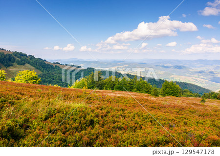 forest landscape of carpathian mountain range with in summer. beautiful alpine scenery with distant valley. fluffy clouds on the blue sky in evening light 129547178