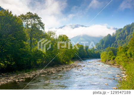 river runs through forest in mountain landscape. travel ukraine in summer. beautiful view with cloud on a hill under blue sky. scenery of tisza river valley river runs through forest in mountain landscape. travel ukraine in summer. beautiful view with cloud on a hill under blue sky. scenery of tisza river valley 129547189