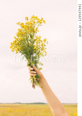 Hand Holding Yellow Wildflowers Against Sky Hand Holding Yellow Wildflowers Against Sky 129547441
