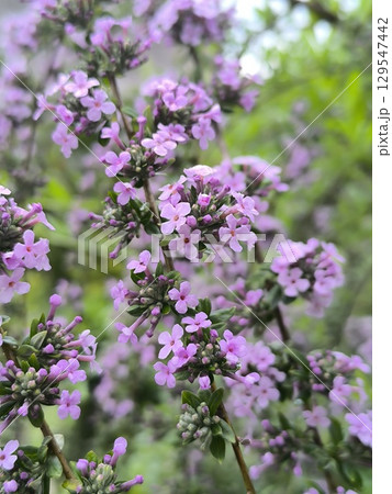 Branch with lilac-colored flowers Buddleja , ornamental shrub in the garden. Branch with lilac-colored flowers Buddleja , ornamental shrub in the garden. 129547442