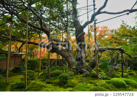 大原　宝泉院　五葉松（五葉の松）京都府京都市左京区　 129547728