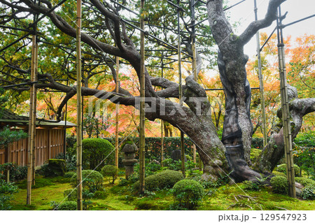 大原　宝泉院　五葉松（五葉の松）京都府京都市左京区　 129547923