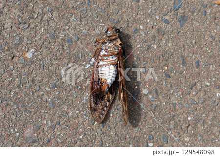 アブラゼミの死骸 129548098