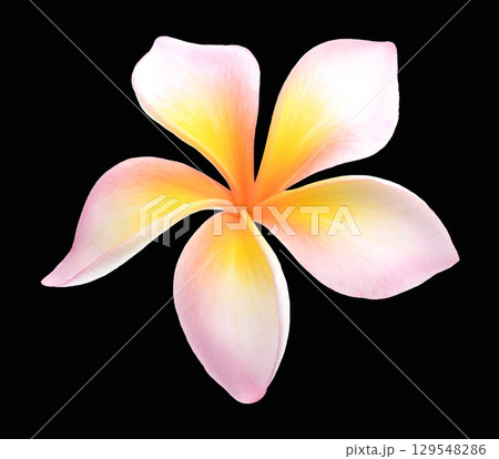 white pink color Plumeria flower isolated on black background. white pink color Plumeria flower isolated on black background. 129548286