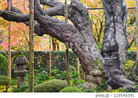 大原　宝泉院　五葉松（五葉の松）京都府京都市左京区　 129548391