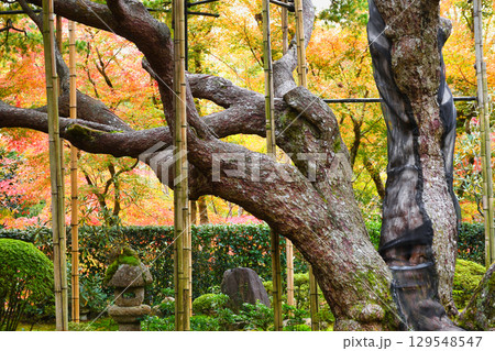 大原　宝泉院　五葉松（五葉の松）京都府京都市左京区　 129548547