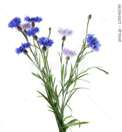 Blue Cornflower isolated on white background. Centaurea cyanus or bachelor's button flowers. Blue Cornflower isolated on white background. Centaurea cyanus or bachelor's button flowers. 129548599