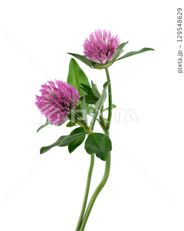 Clover flowers isolated on white background. Pink clover on a stem with green leaves. Medicinal herb. 129548629