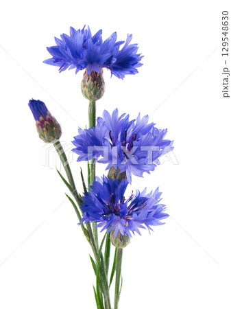 Blue Cornflower isolated on white background. Centaurea cyanus or bachelor's button flowers. 129548630