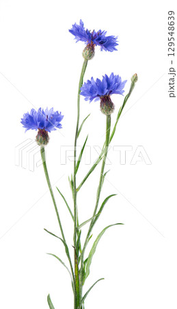 Blue Cornflower isolated on white background. Centaurea cyanus or bachelor's button flowers. 129548639