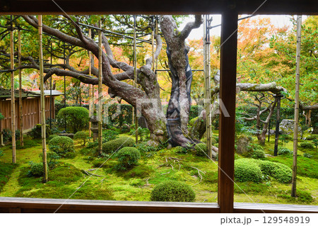 大原　宝泉院　五葉松（五葉の松）京都府京都市左京区　 129548919