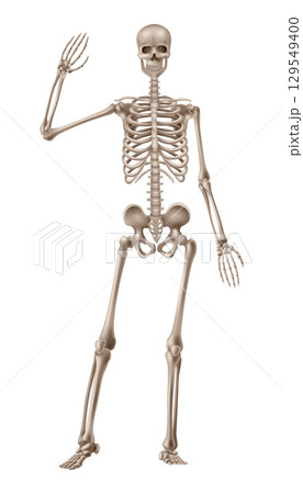 Human skeleton front view. Vector illustration Human skeleton front view. Vector illustration 129549400